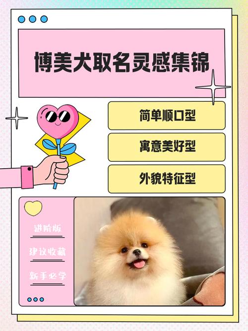 小博美取个洋气的名字有哪些?