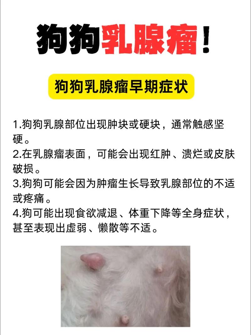狗狗得了乳腺瘤怎么办
