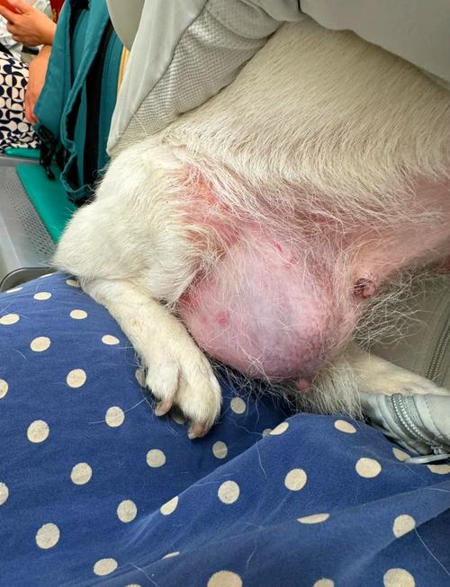 我的狗狗13岁得了乳腺肿瘤,医生说无法动手术已经扩散了,建议安乐,可我...