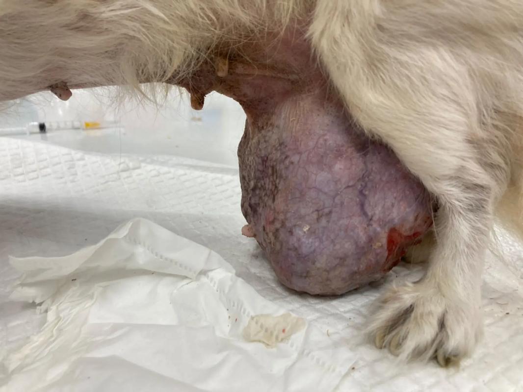 狗狗乳腺肿瘤一定要手术吗