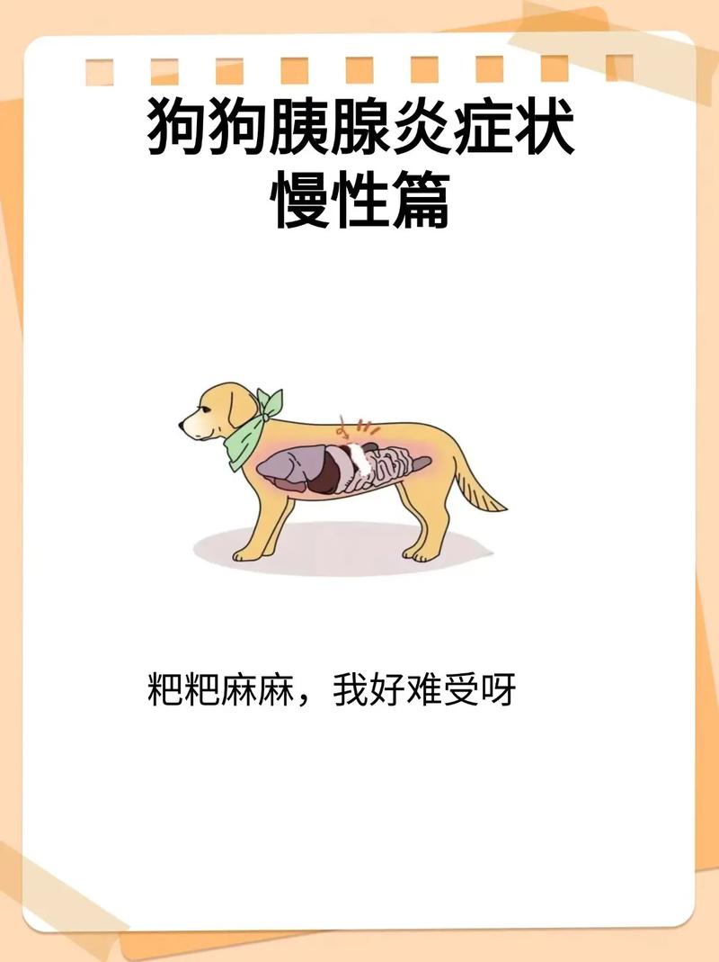 狗慢性胰腺炎的4大症状