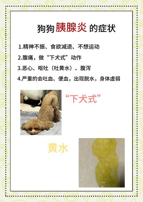 狗狗胰腺炎临死前三天