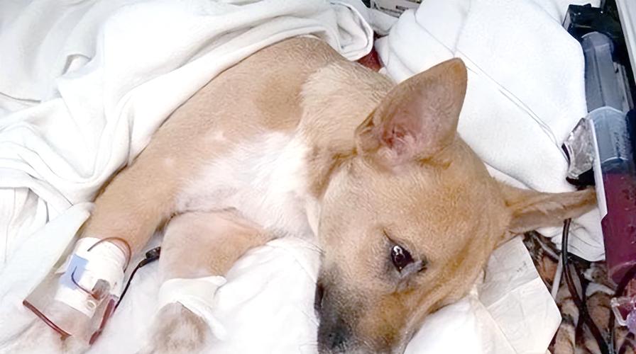 狗狗得了胰腺炎