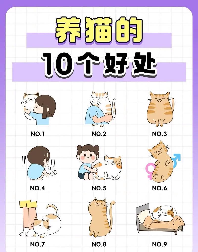 养猫的好处——经验分享