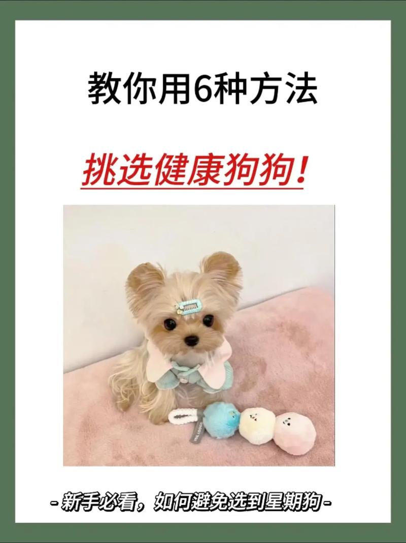 如何养狗狗才能让它不爱生病(如何养狗狗)