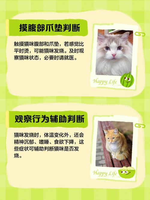 怎么判断猫咪发烧