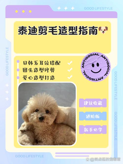 泰迪狗狗怎么剪毛