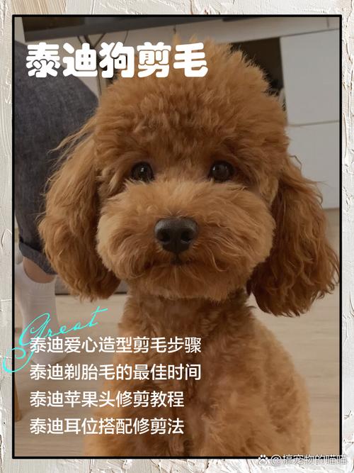 如何给泰迪狗狗剃毛