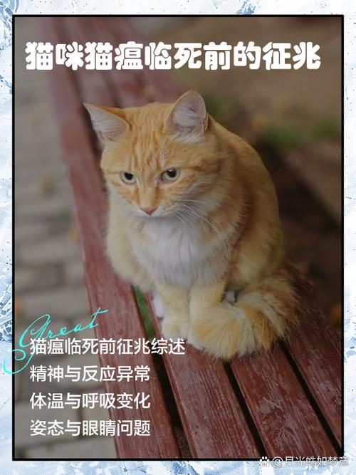 猫得猫瘟的症状