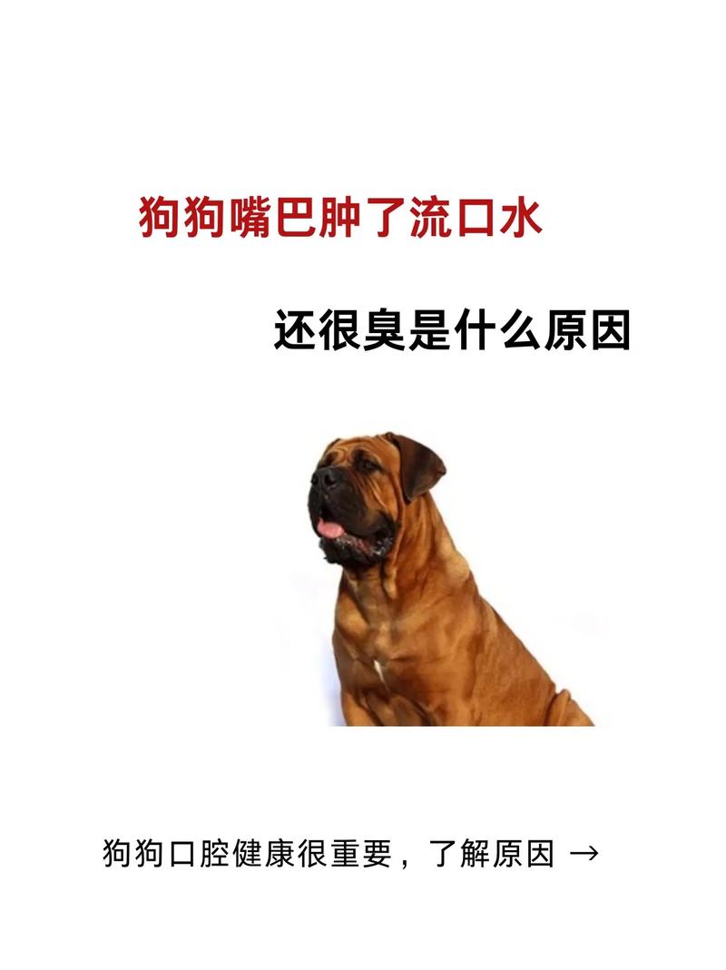 狗狗一张嘴就是一股恶臭