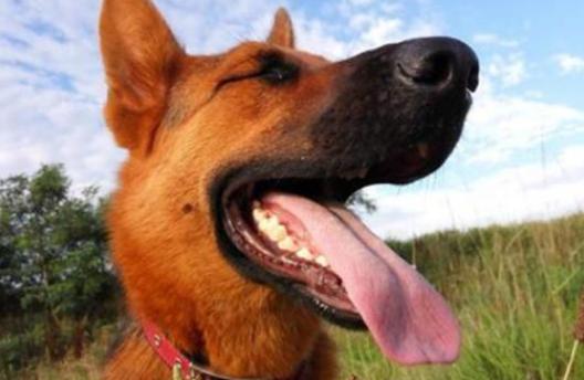 狗嘴巴臭的原因是什么