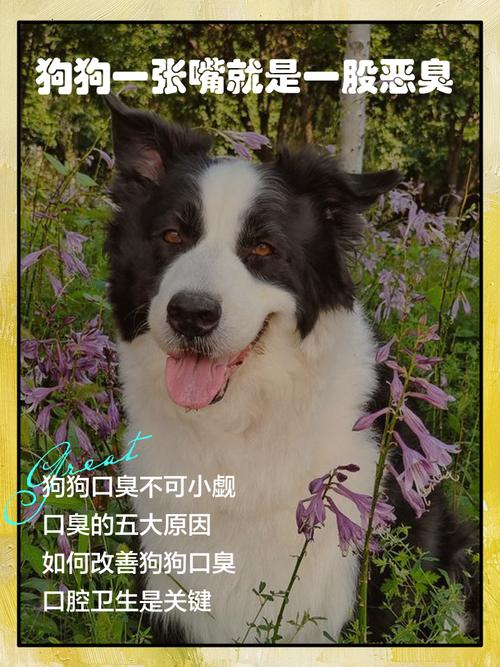 狗狗嘴巴里有股味道是怎么回事?