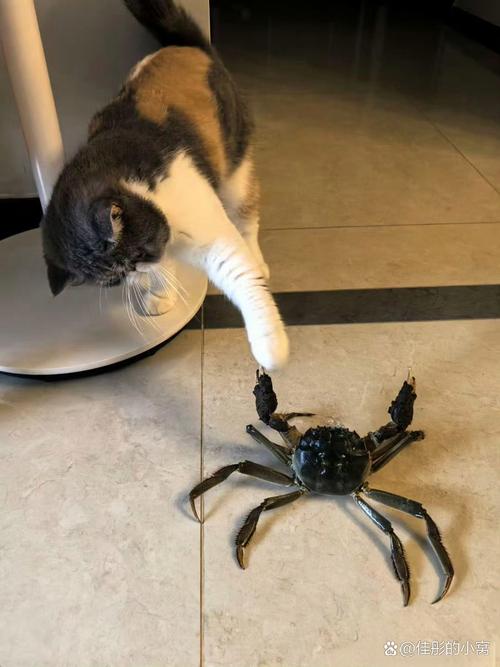 小猫吃完螃蟹多久会死