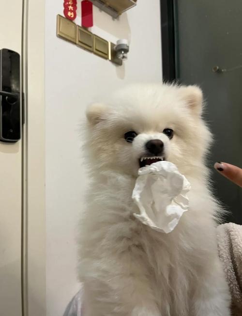 狗狗吃了纸怎么办