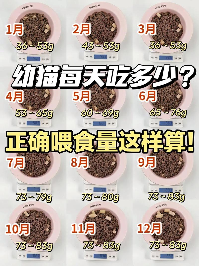 刚满月的小猫吃多少猫粮