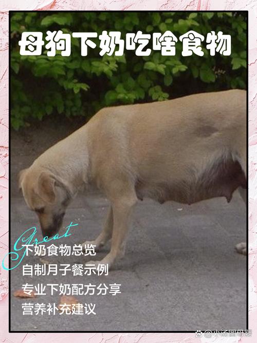 狗狗催奶吃什么