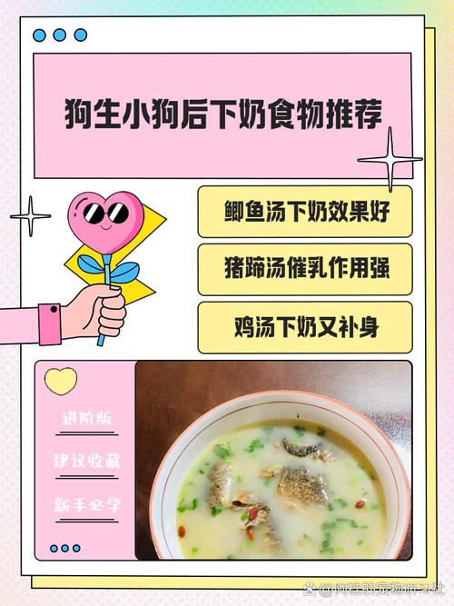 狗产后吃什么下奶多