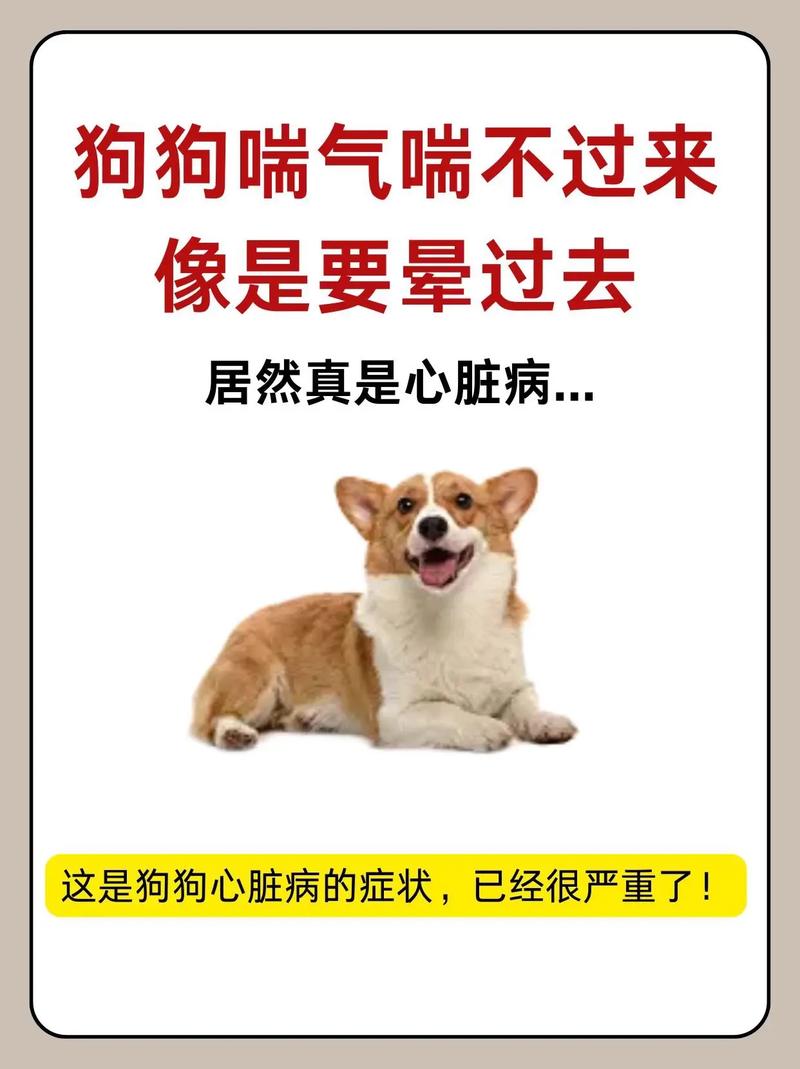 狗狗这几天四肢无力站不起来,还总是喘粗气是怎么回事啊?