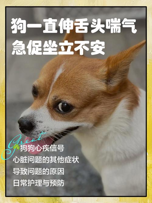 狗狗没精神喘粗气,走几步就趴下,还喝很多水