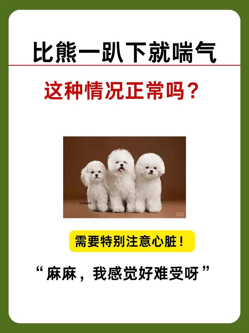 狗狗喘粗气要警惕四种病