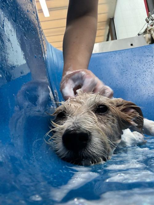 天天给狗狗洗澡没事吧