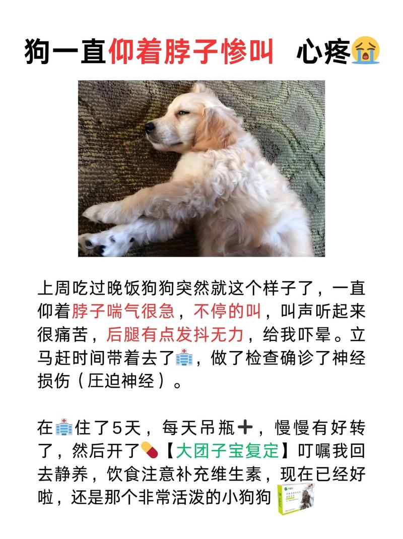 狗狗为什么脖子疼
