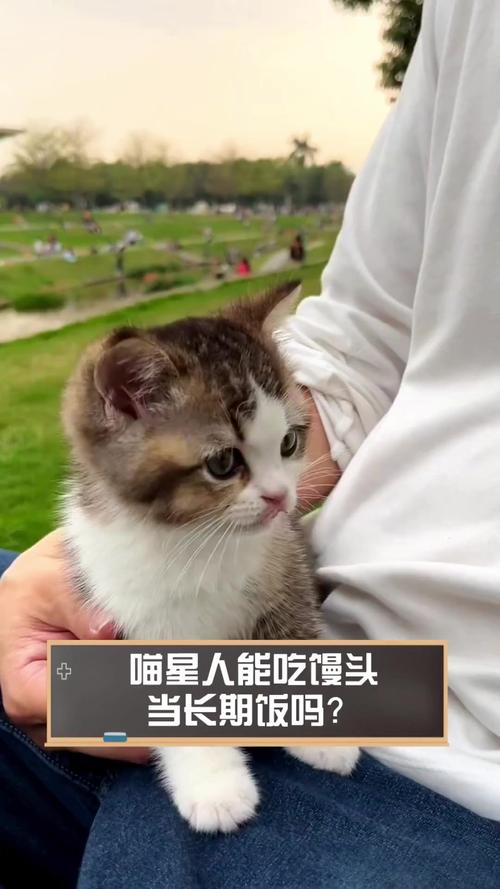 猫咪吃馒头好不好?
