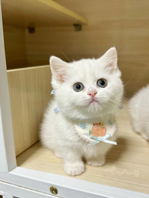 为什么猫咪喜欢吃白馒头?