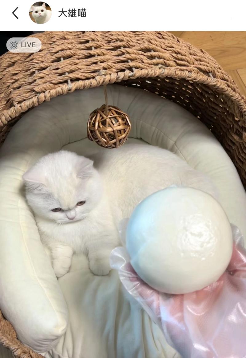 猫为什么爱吃白馒头