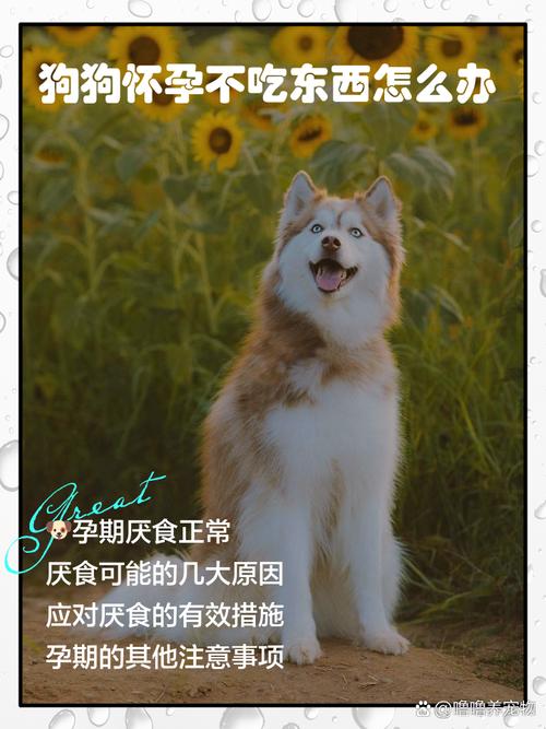 狗狗怀孕61天,从昨天开始不吃东西,半夜开始不停喘气,好像是冷,怎么回事...