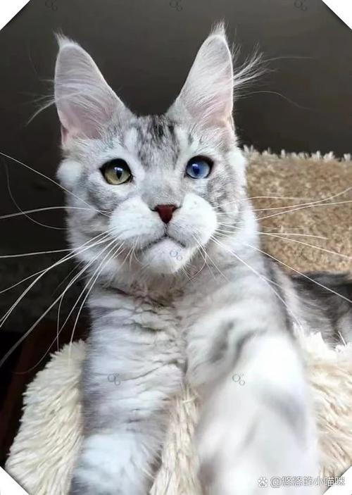 为什么银虎斑会对主人翻白眼?