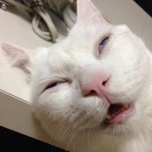 猫为什么翻白眼