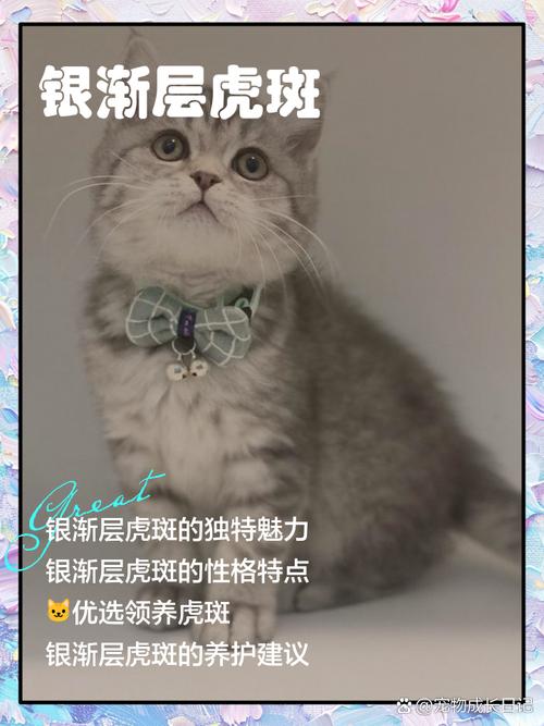 为什么中华田园猫会对主人翻白眼?