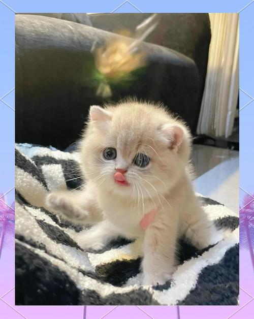 为什么蓝金渐层会对主人翻白眼?