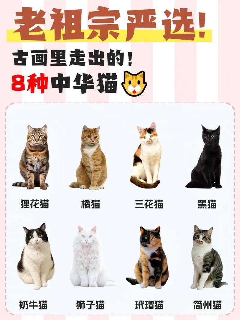 猫翻白眼怎么回事