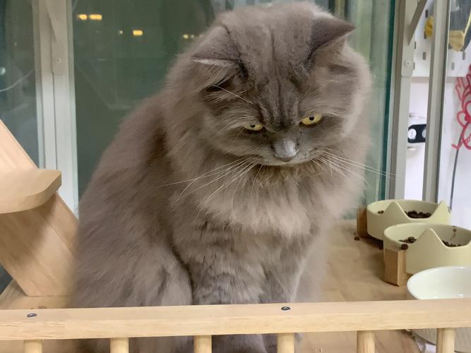 猫咪翻白眼是什么情况