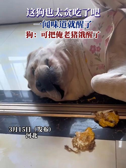 狗吃了猪油的后果