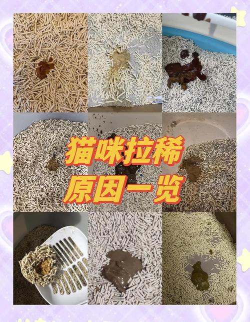 猫可以喝酸奶吗?猫咪喝酸奶注意事项