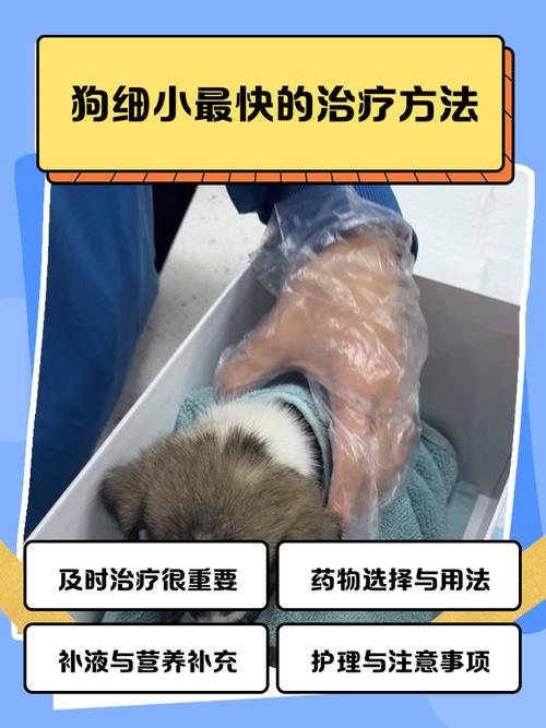 狗狗被查出细小,我自己该怎么帮它治疗