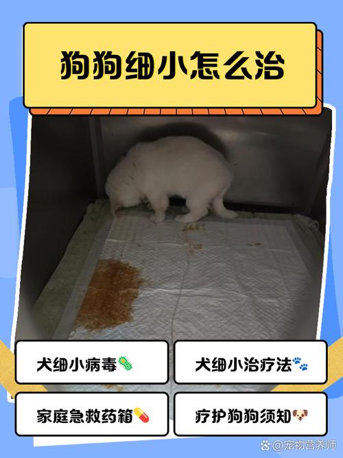 狗狗得了细小用什么药最有效