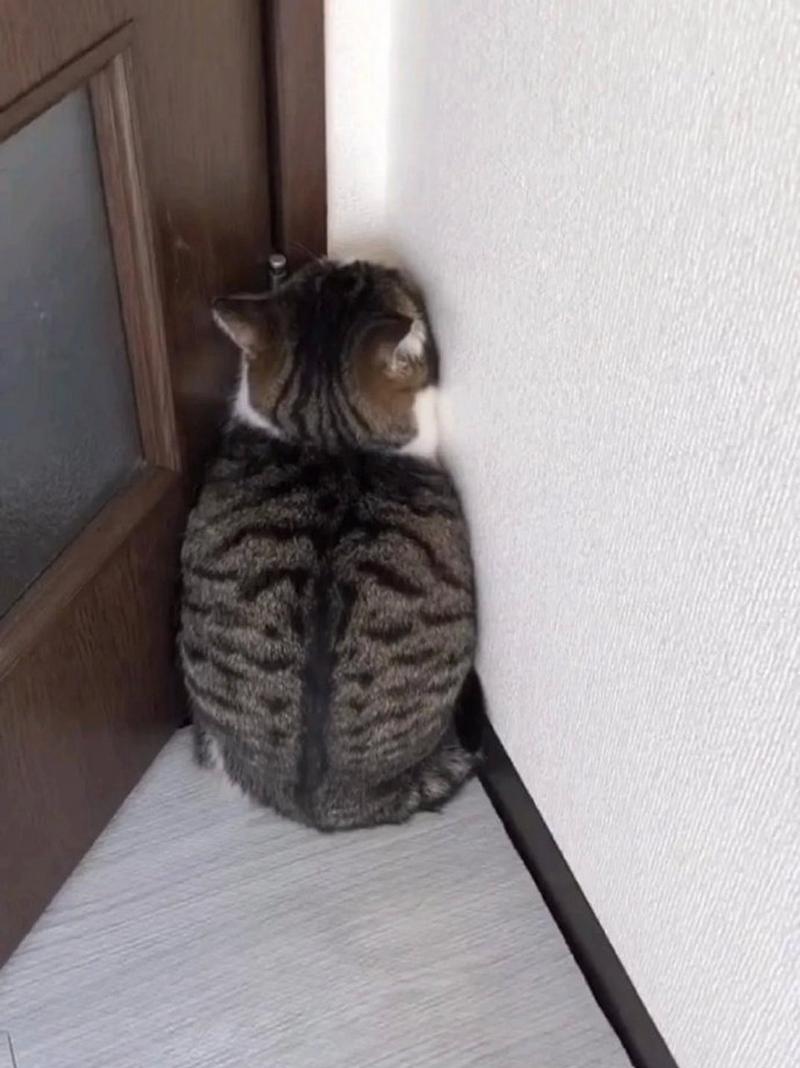 猫咪自闭症的表现有哪些?