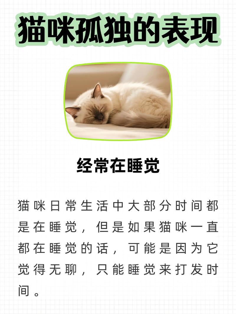猫咪自闭症的表现