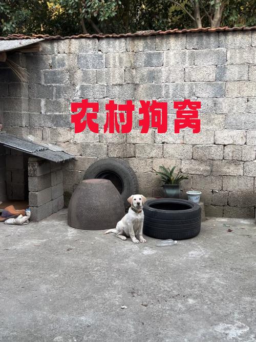 夏季狗窝蚊子很多,犬友们,有什么好方法吗