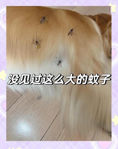 宠物狗也怕蚊子,我们该如何驱蚊呢?