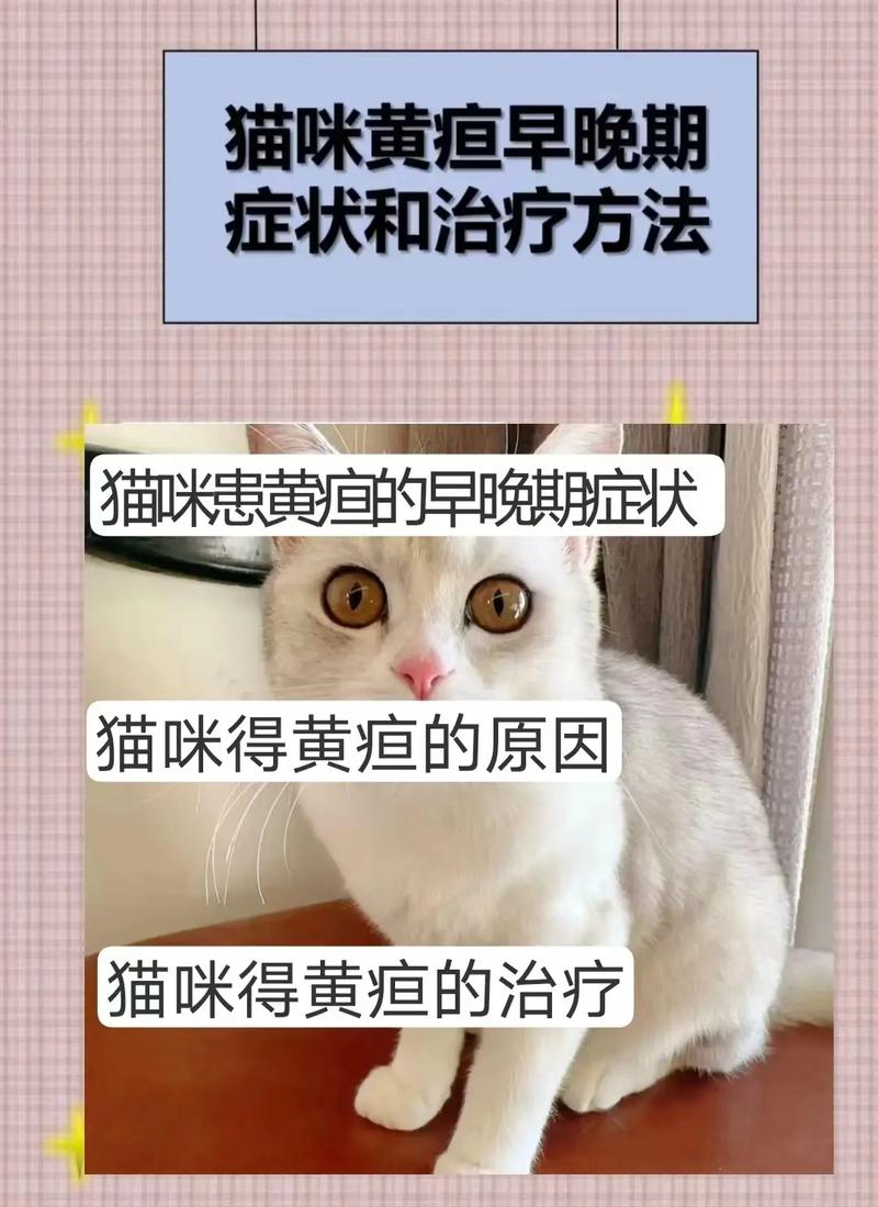 猫咪黄疸能自愈吗