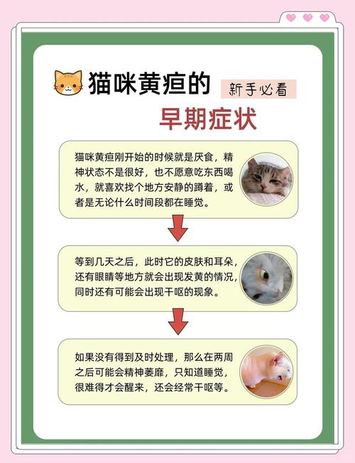 猫咪得了黄疸怎么办