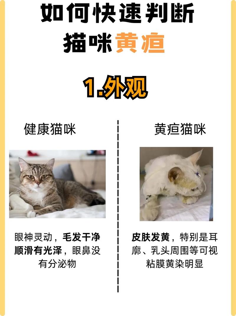 猫咪得了黄疸能自愈吗