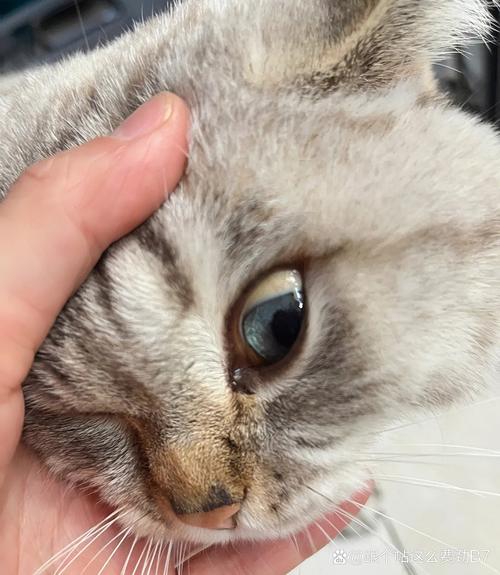 猫咪黄疸怎么治疗