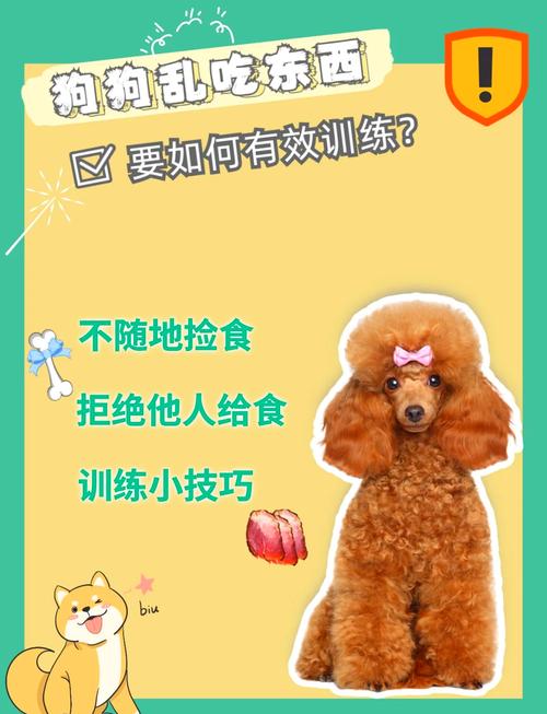如何训练狗狗,不捡地上的东西吃?