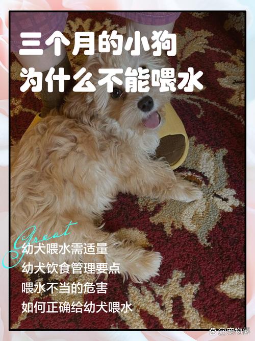 狗狗三个月可以洗澡吗